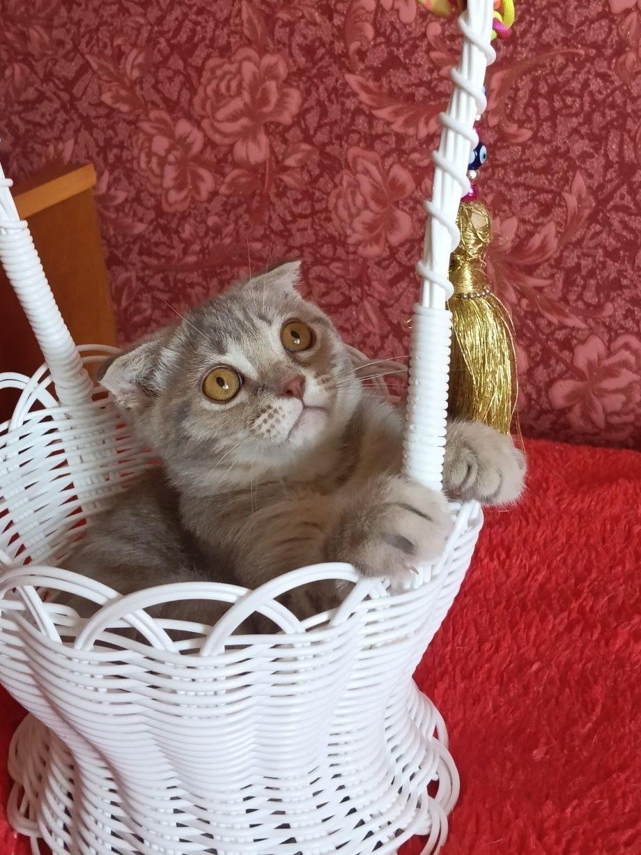У нас є пухнастий бешкетник