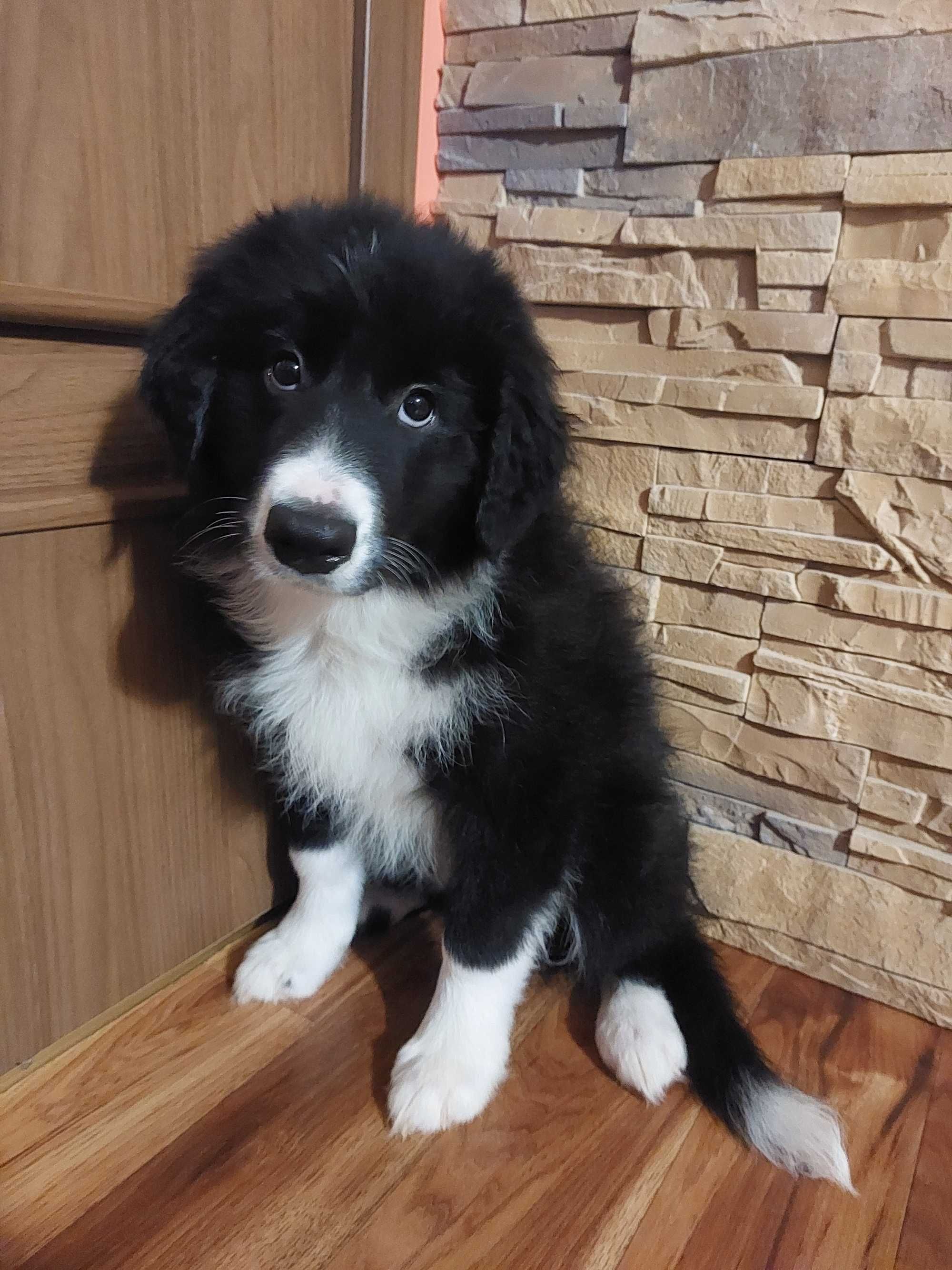 Border Collie piękny piesek czarno-biały