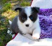 Suczka z niebieska BORDER COLLIE ZkwP/FCI