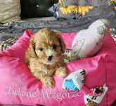 Cavapoo piękna suczką. Super socjalizowana.