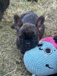 Buldog francuski ZKwP/ FCI