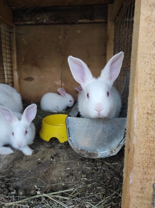 Робочий самчик породи Термонська біла