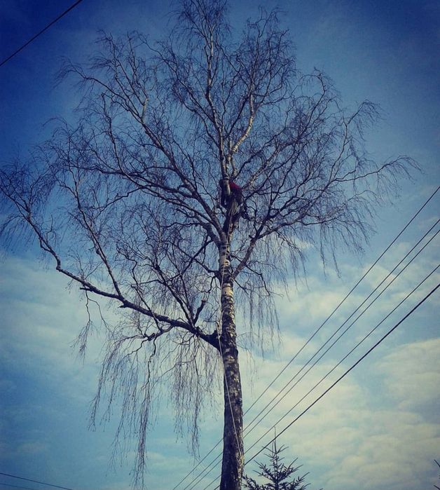 Wycinka drzew, koszenie trawników karczowanie trudno dostępnych miejsc