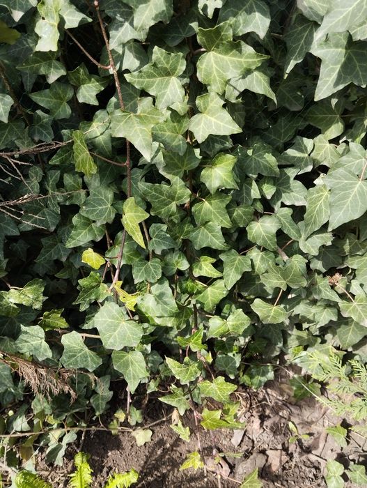 Плющ вічнозелений