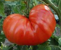 Pomidory sadzonki rozsada