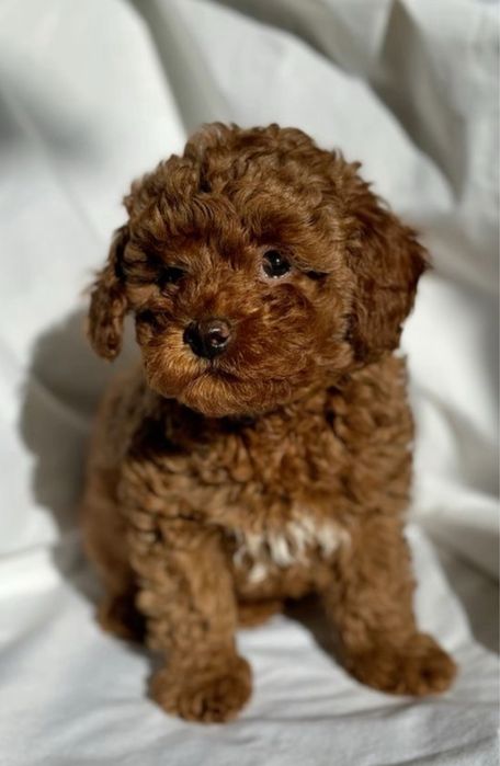 Элитные мини Мальтипу ред браун Мальтипушки! Мальтипу девочка