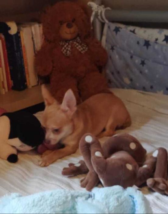 TEODOR Piesek chihuahua krótkowłosy z badaniem głowy i serca