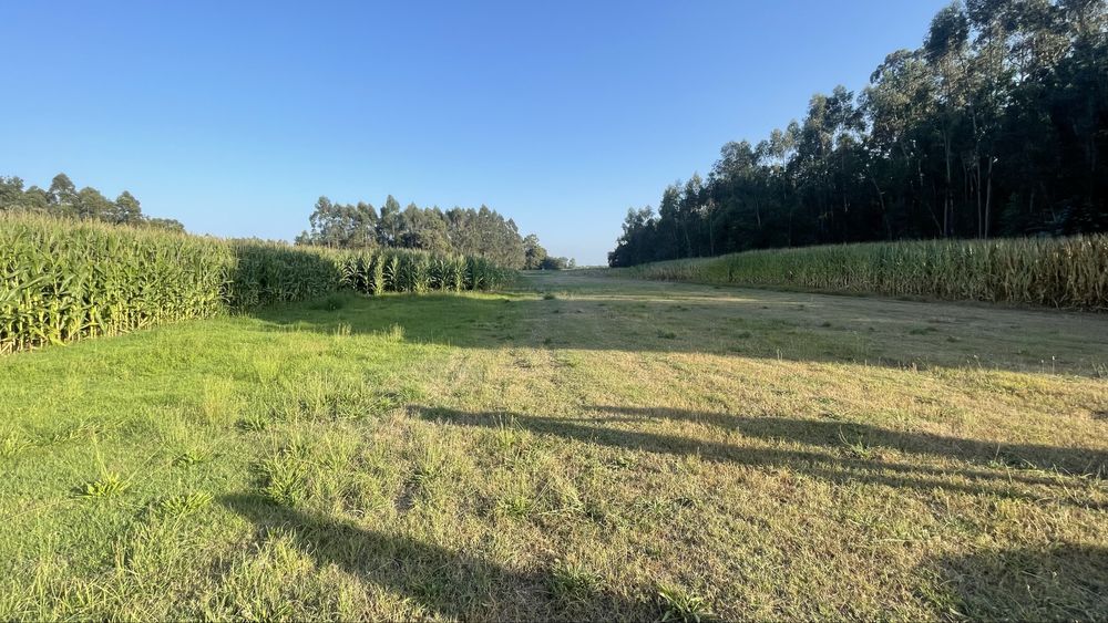 Terreno em zona agricola Veiros Estarreja