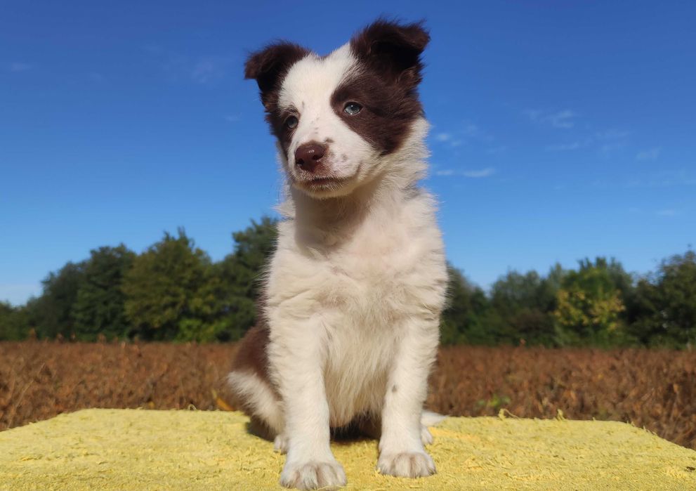Piękna Rasowa Suczka Border Collie z pełną dok. hodowli
