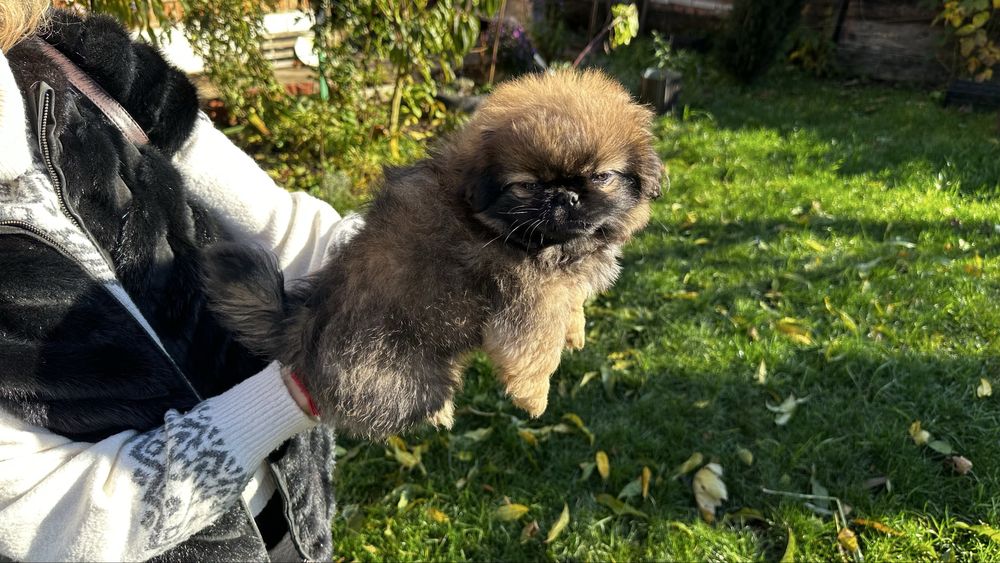 Продам Пекінеса дівчинка 1 міс