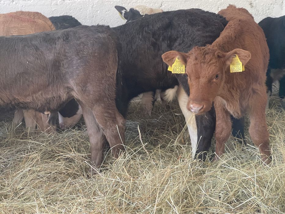 Cielaki i odsadki mm