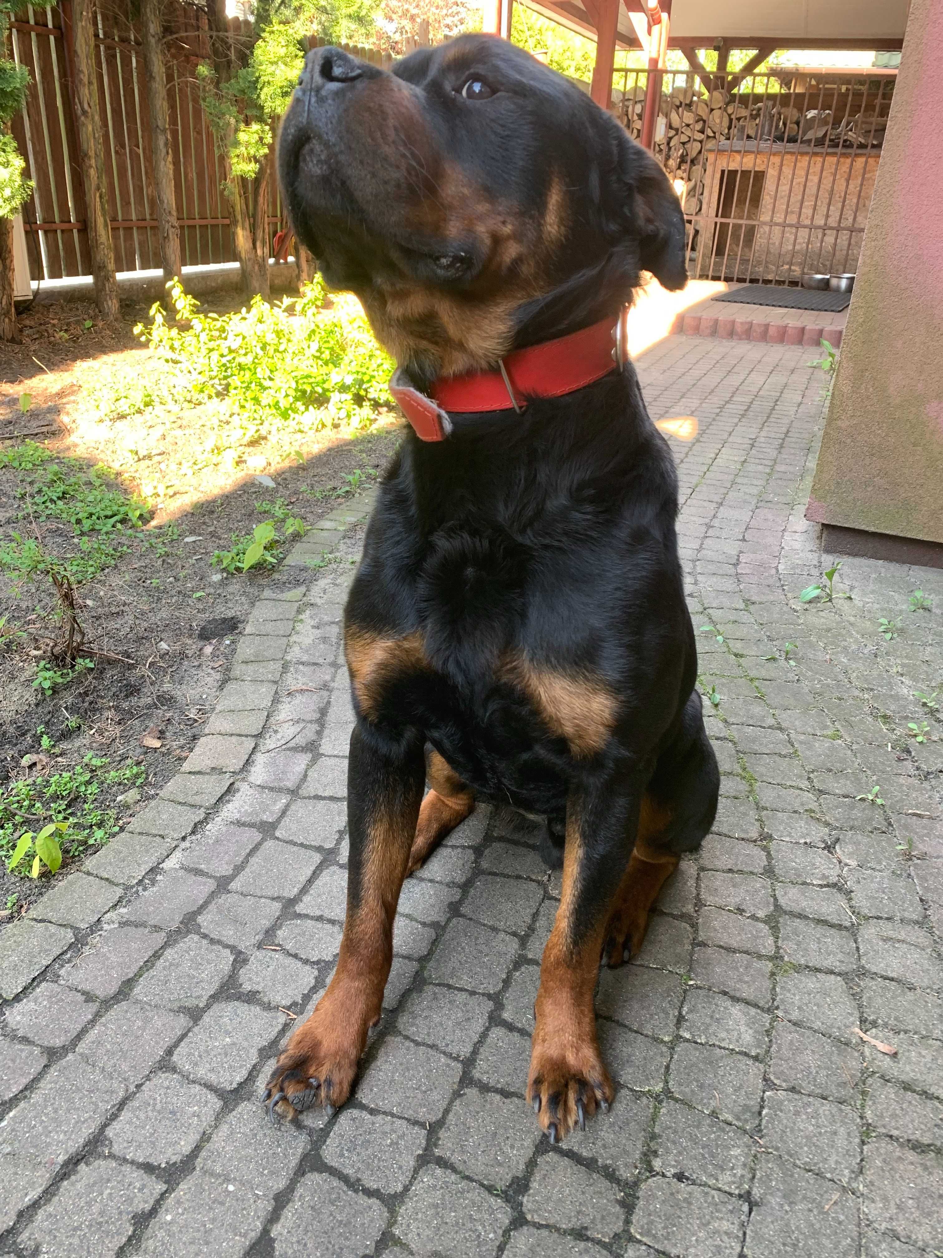 Oddam SUPER rottweilera - JIMMY