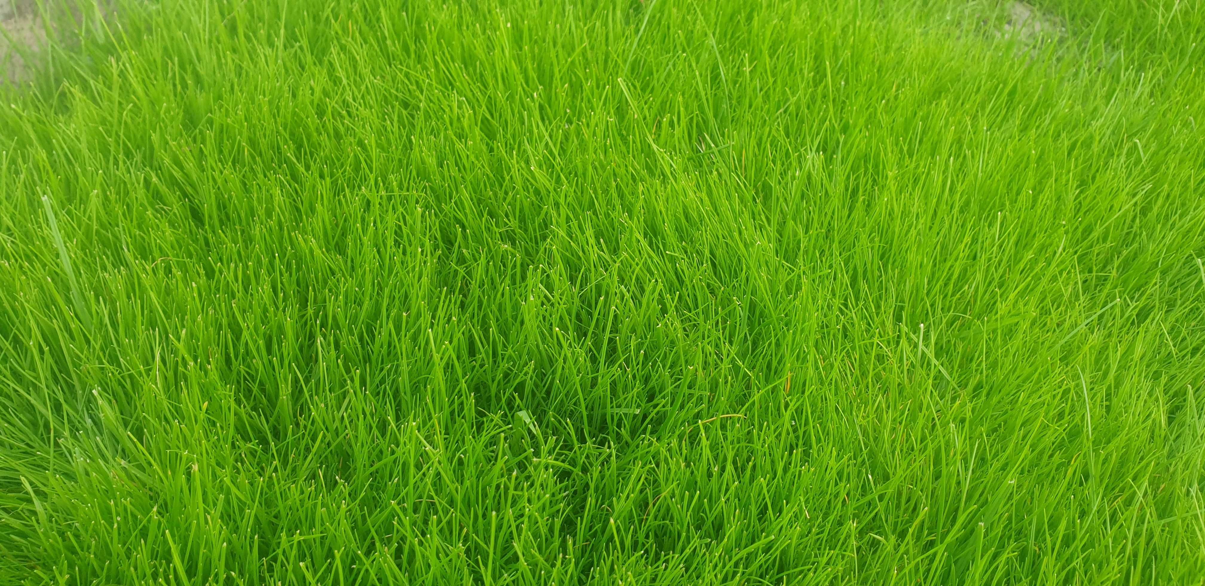 zakładanie i regeneracja trawników trawnika trawnik glebogryzarka