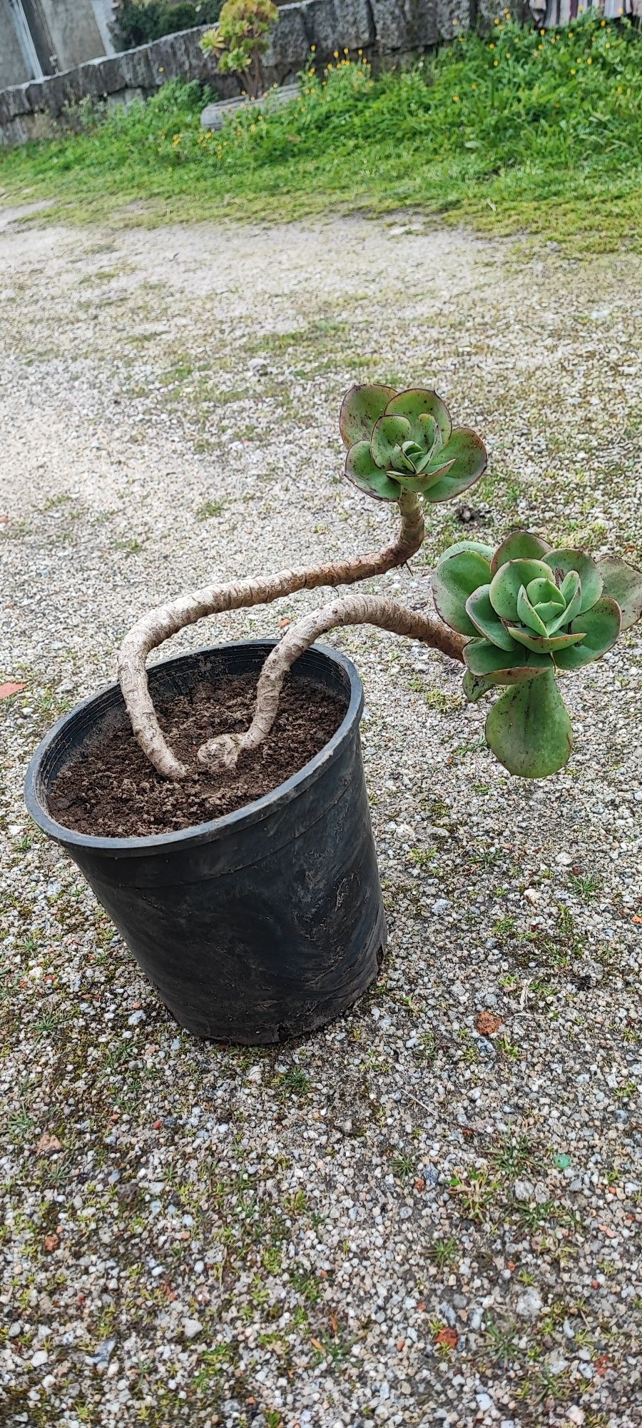 Planta suculenta