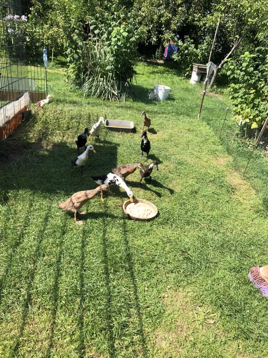 Kaczki biegusy 3 miesięczne