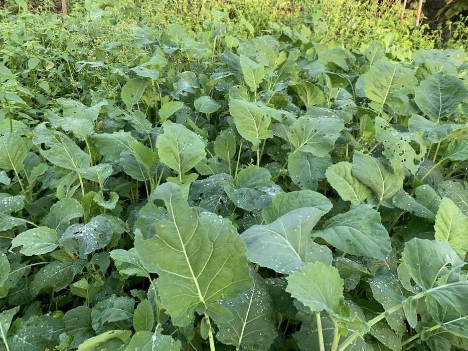 Couves galegas prontas a plantar