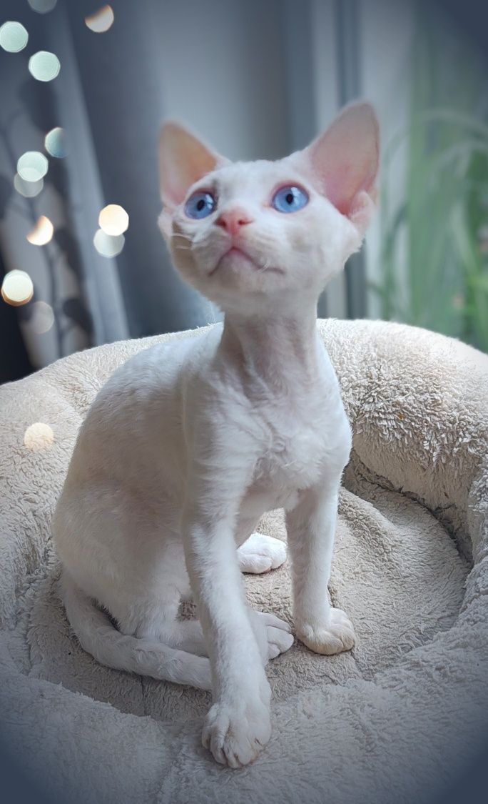Devon rex Xavier - po prostu Boski