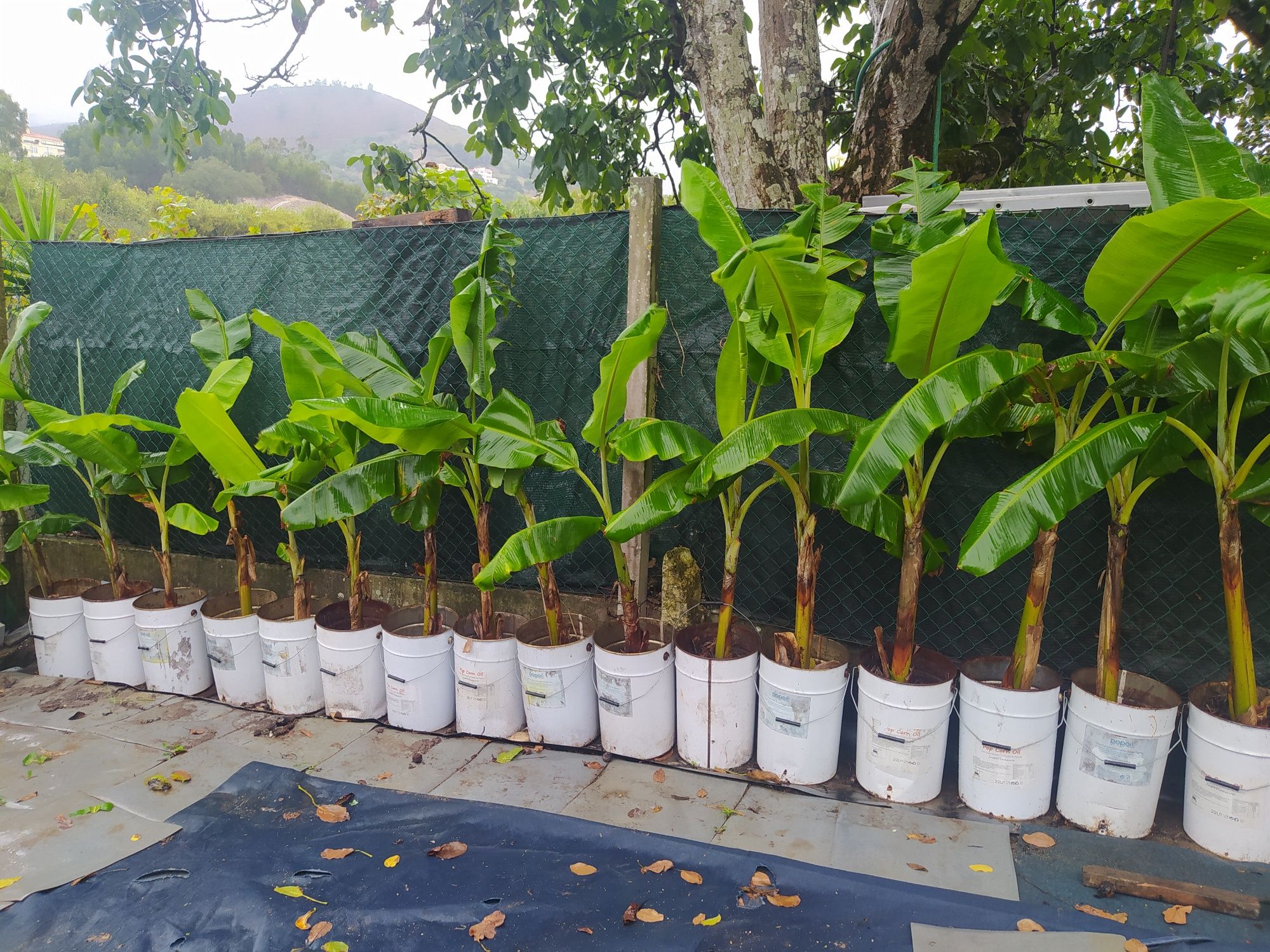 Bananeiras enrraizadas vários tamanhos " Banana maçã "