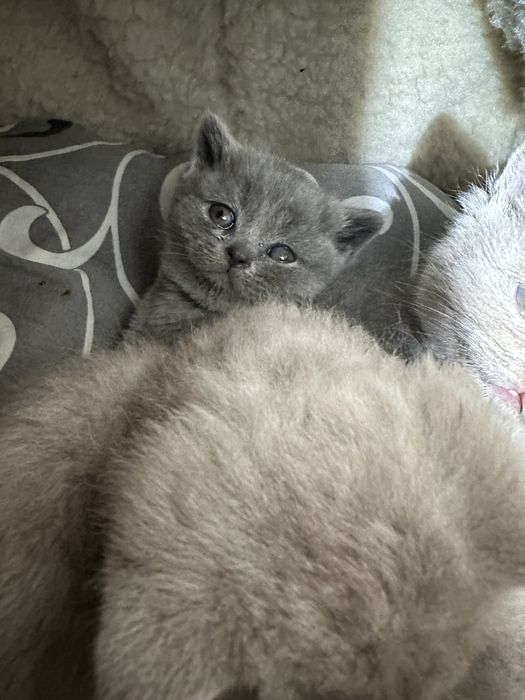 Шотландські кошенята