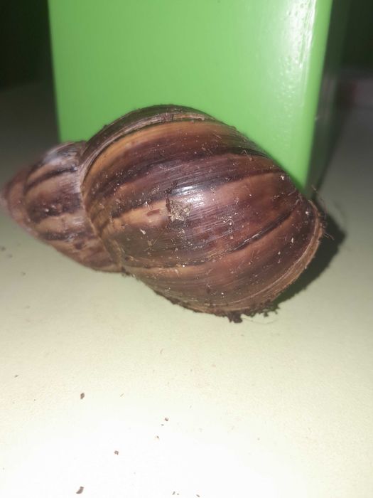 Продаю равликів, породисті Ахатини