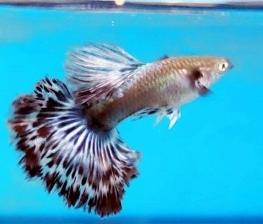 Guppys de linhagem