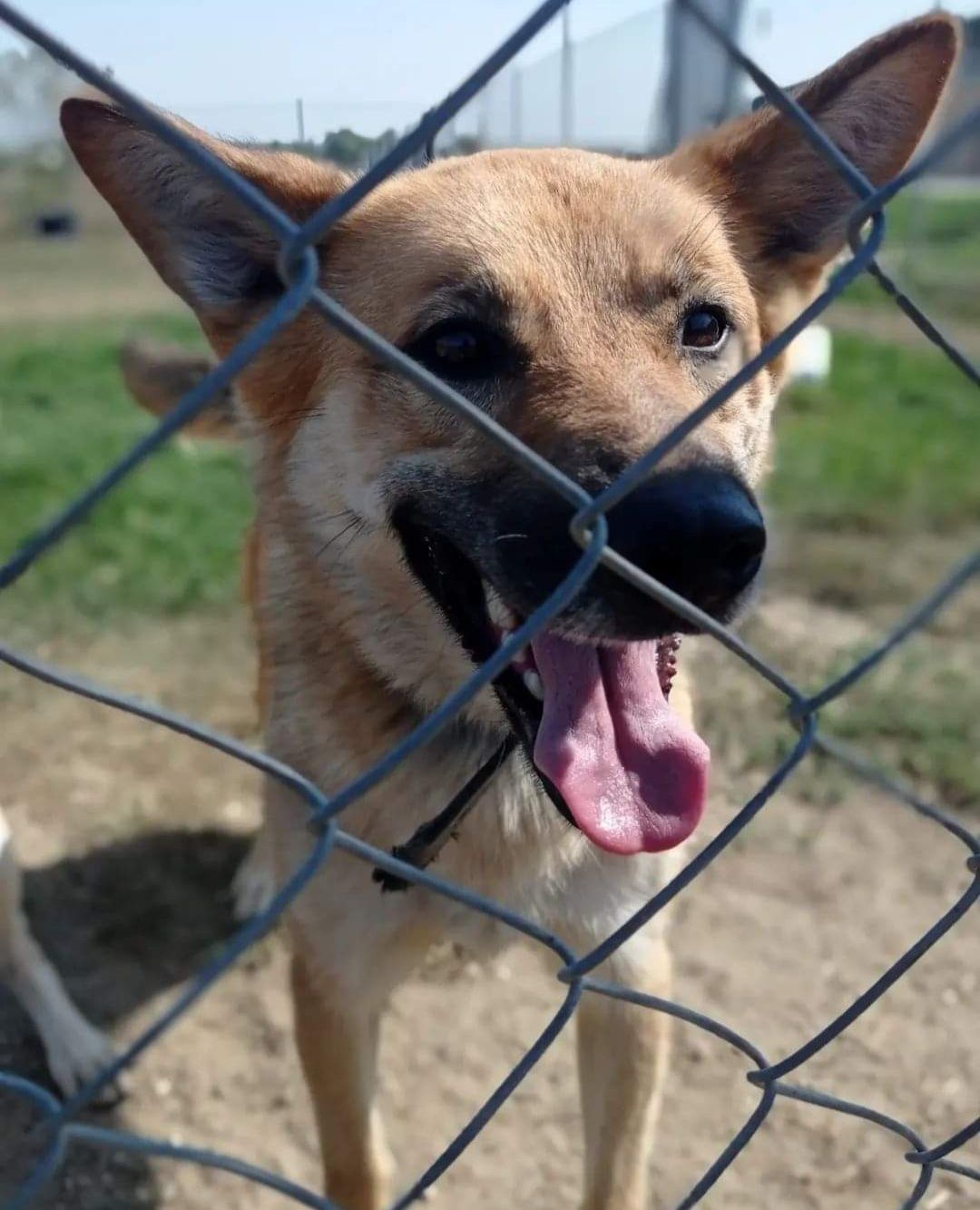 Biedny psiak do adopcji