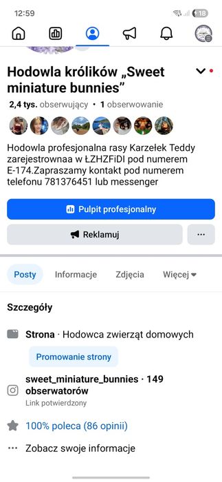 Króliczki miniaturki Karzełki Teddy