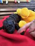 Pudel toy brazowy piesek zkwp Fci