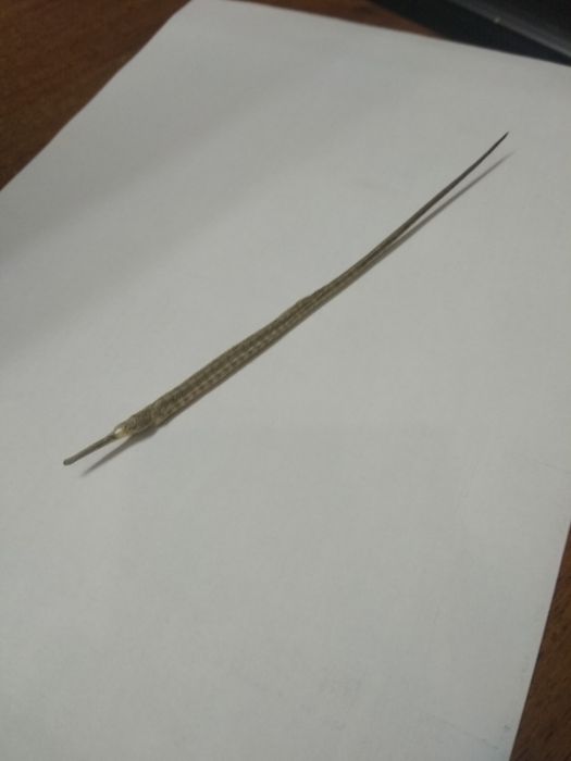 Рыба игла. Высушенная для коллекции