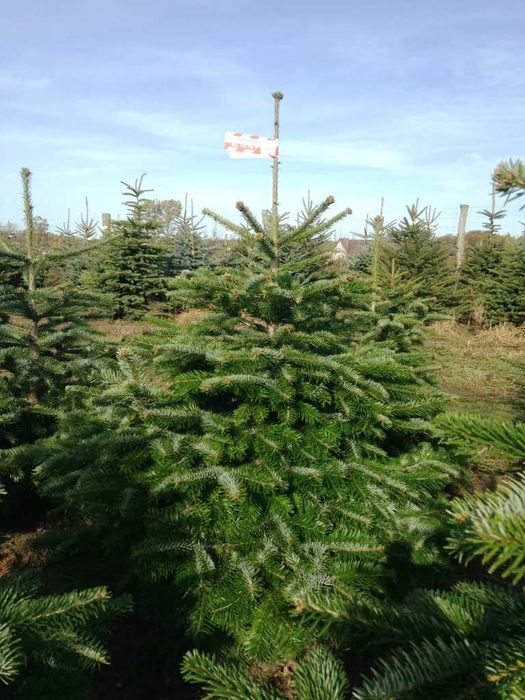 Choinka Najlepsze w Polsce CHOINKI 4 gatunki   Dostawa pod dom!