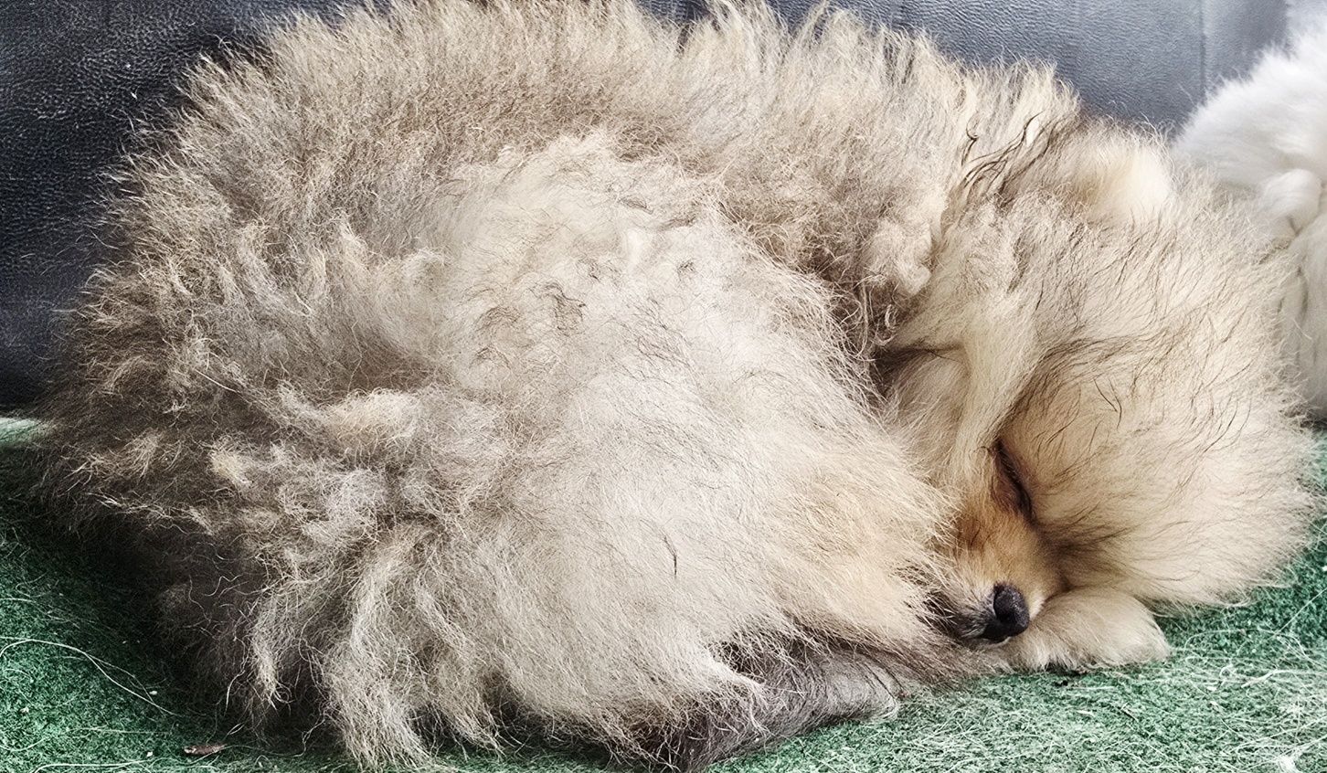 Wyjątkowe szpic miniaturowy pomeranian