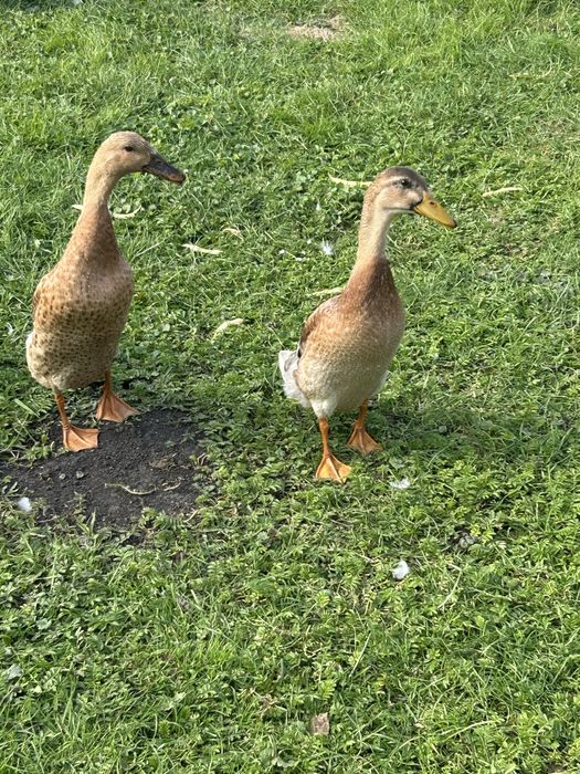 Kaczki bieguski, pogromcy slimakow