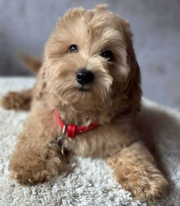 Карамельная красотка мальтипу.