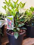 skimia japonica donica