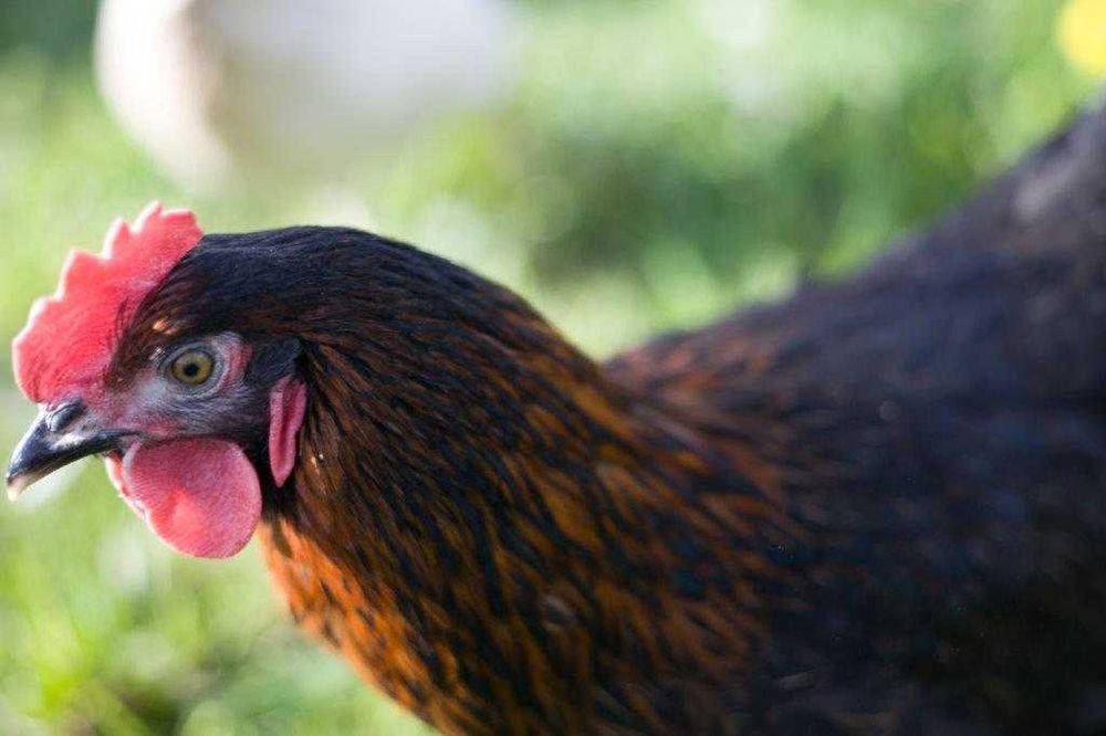 Kurki kokoszki nioski Rosa brązowa na wybieg odchowana