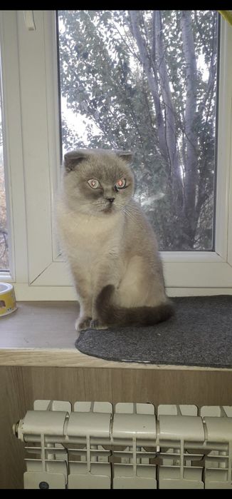 Пропала кошка. .