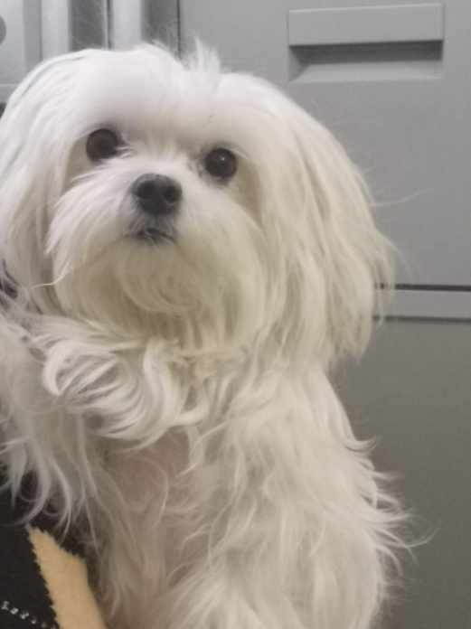 Pieski maltipoo z metryką do odbioru po 15 grudnia