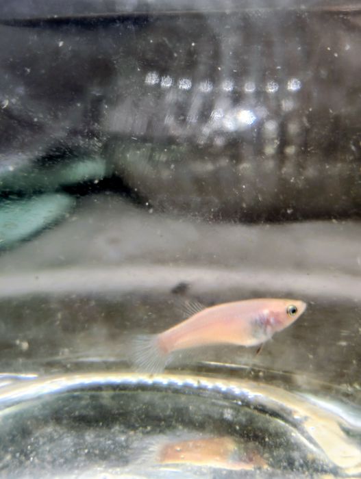 Betta splendens femea