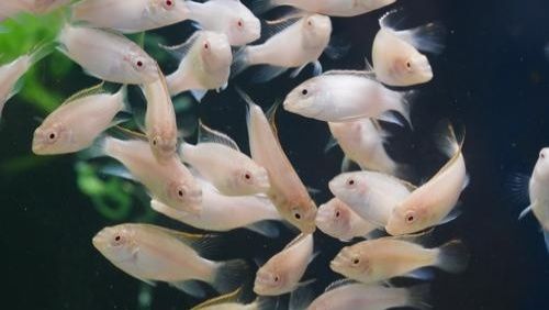 Kribesis Albinos criação nacional