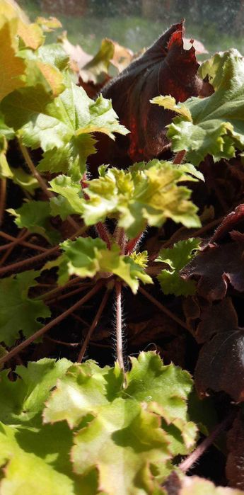 Nadwyżki z ogrodu byliny trawy krzewy drzewa