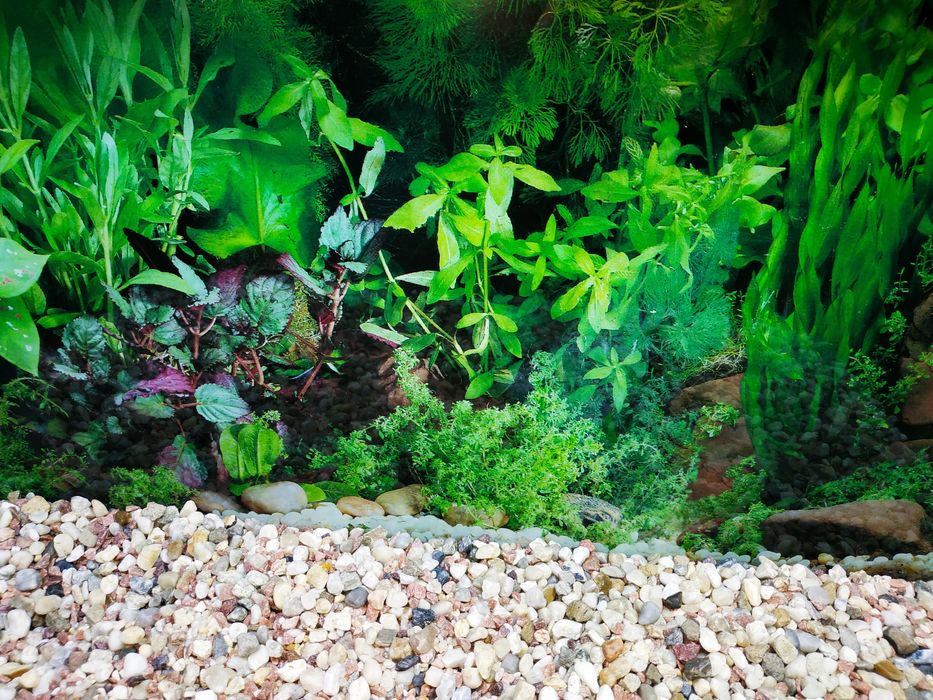 Тераріум , акваріум 65 л.