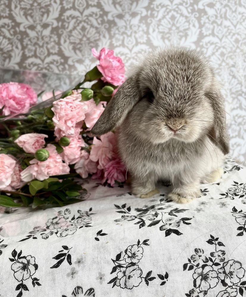 Mini lop baranek królik hodowla zarejestrowana