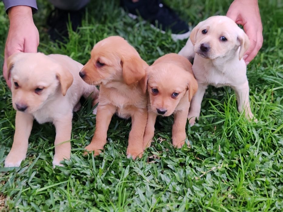 Dou cachorros porte grande x labrador