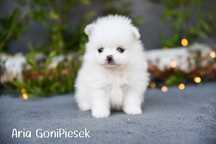 Szpic Miniaturowy Pomeranian Mini Biały