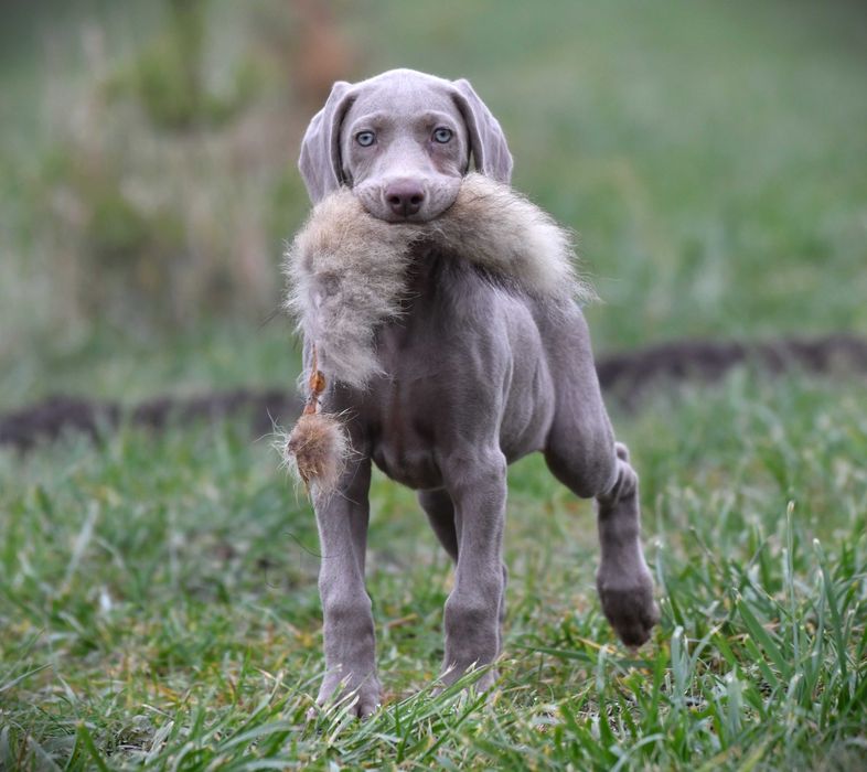 Wyżeł Weimarski - szczenię - piesek ZKwP FCI