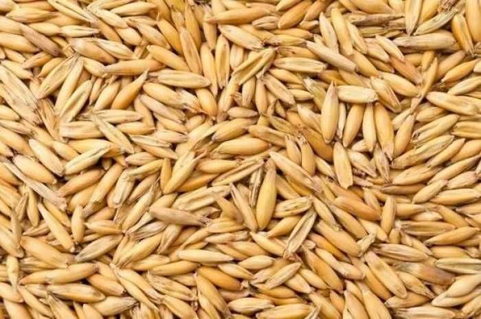 Sprzedam Owies tegoroczny ładny duże ziarno