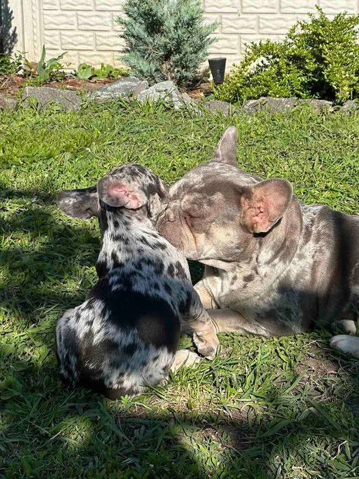 Дорослий хлопець 3,5 роки