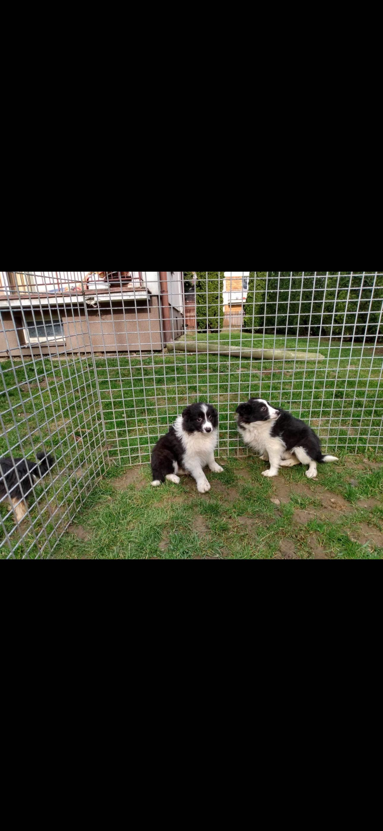 Border collie pies