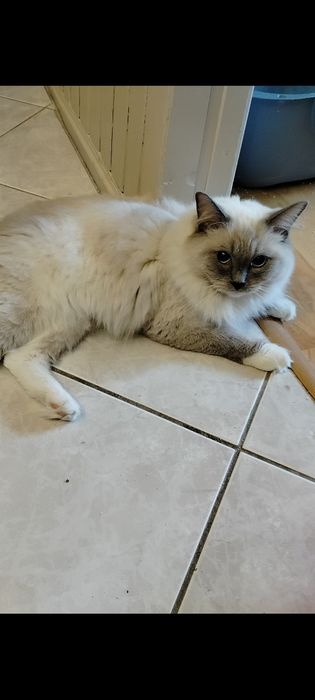 Cudny Kocurek ragdoll