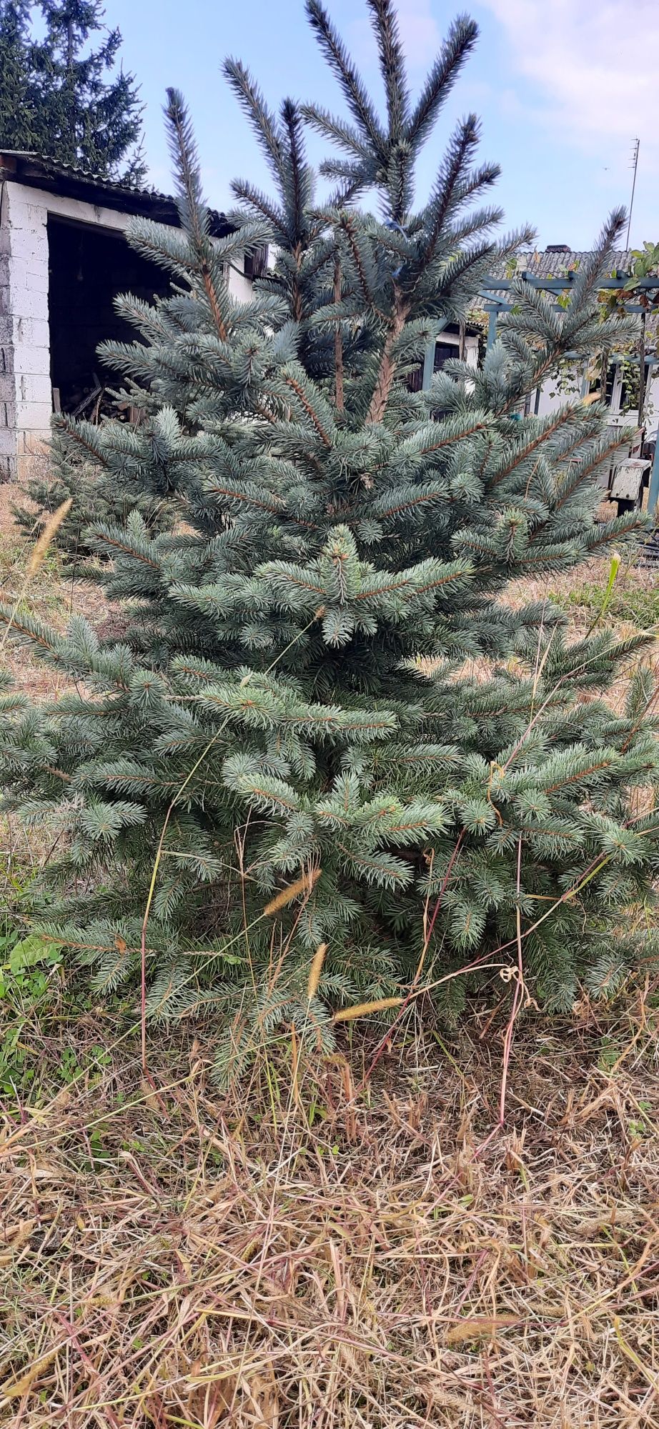 Choinki świerk srebrny